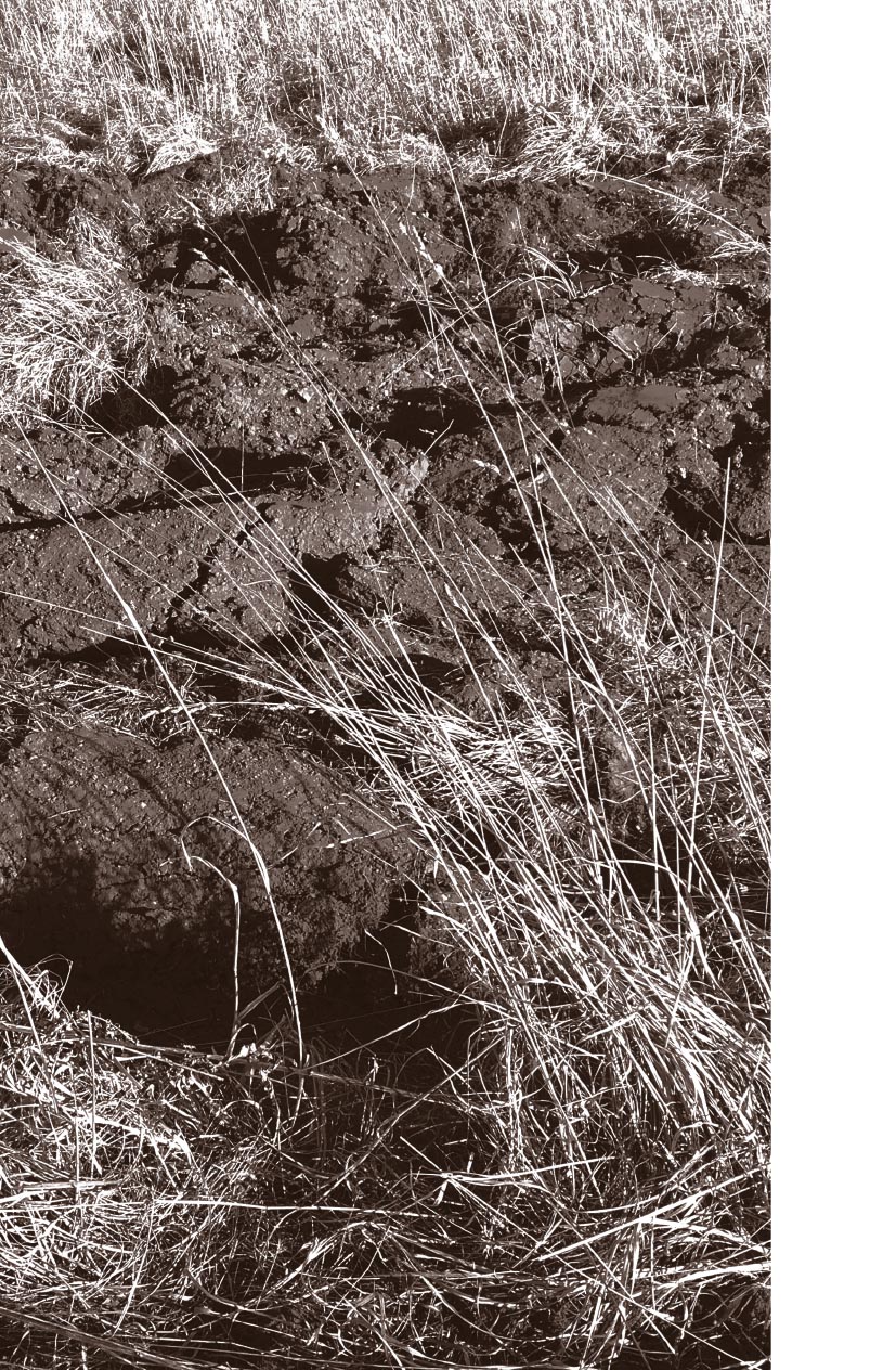 Зерна и плевел. Откровенная проповедь в стихах. Священник Андрей Зуевский. . Автор: . Издательство "Вольный Странник"